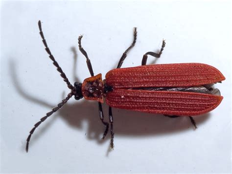 red bugs with wings