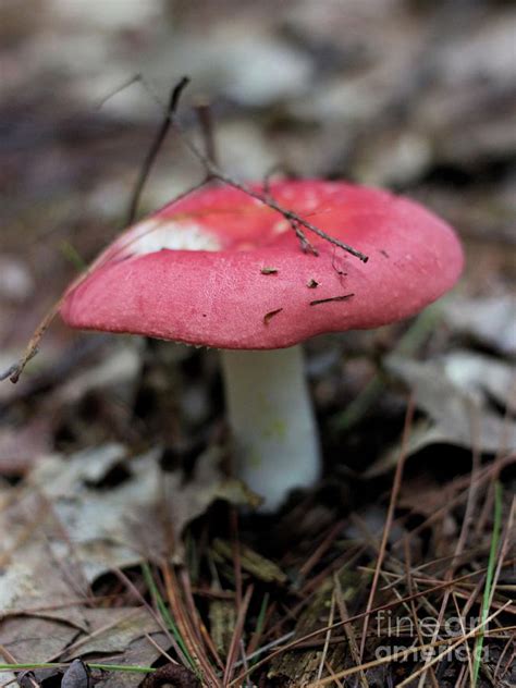 red capped mushrooms pictures