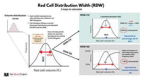 Red Cell Distribution Width: Understanding the Variability of Your Red Blood Cells