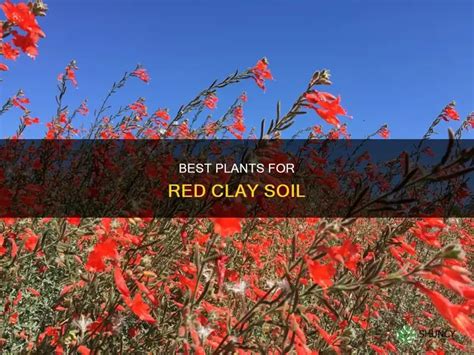 Red Clay Soil Nutrients