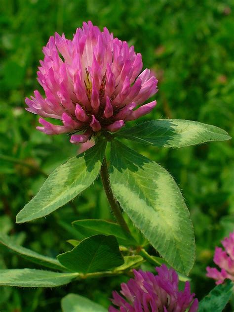 red clover blossom