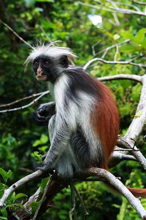 red colobus monkey facts