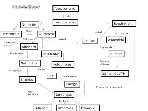 clases de Graciela MAPA CONCEPTUAL METABOLISMO