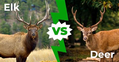 red deer vs elk