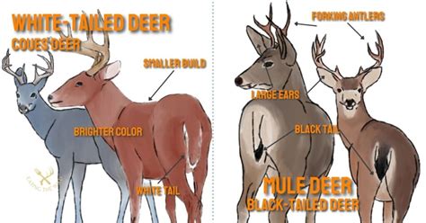 red deer vs whitetail