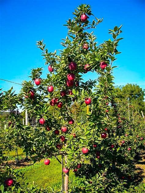 Red Delicious Apple Zone