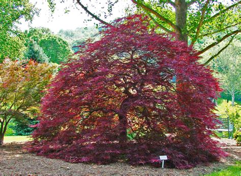 red dragon japanese maple for sale