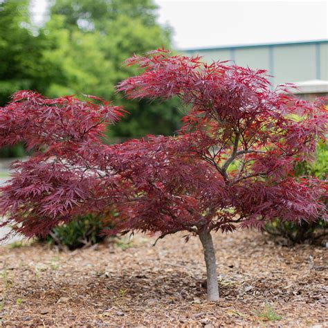 red dragon japanese maple growth rate