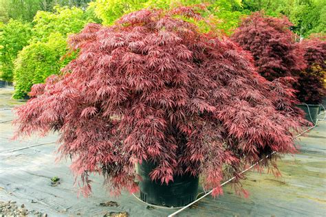 red dragon japanese maple size