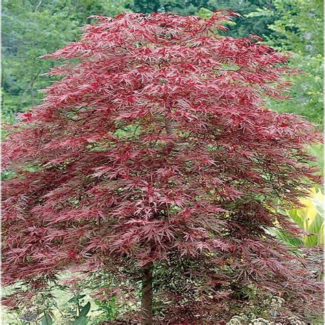 red dragon japanese maple tree