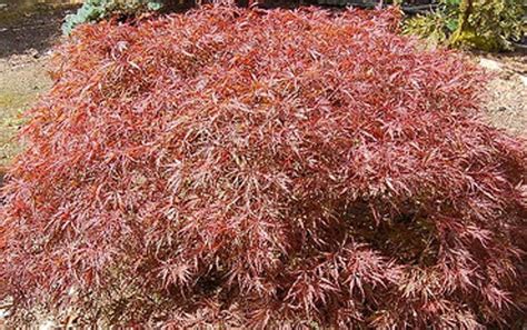 red dragon weeping japanese maple tree