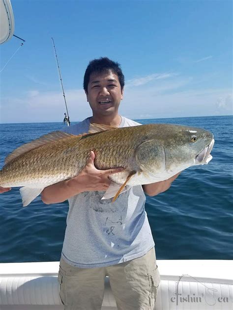 red drum fishing report