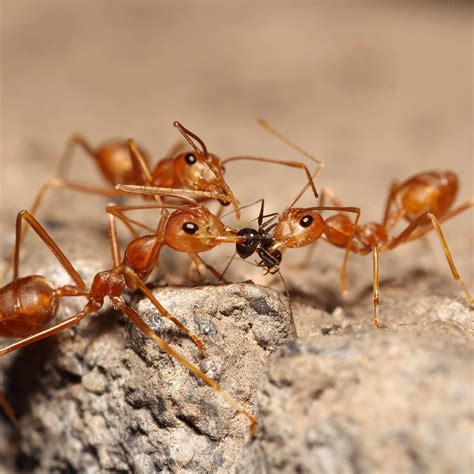 red fire ant background
