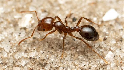 red fire ants invasive species