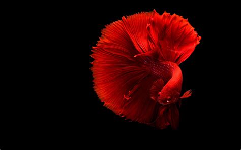 Red Fish Background