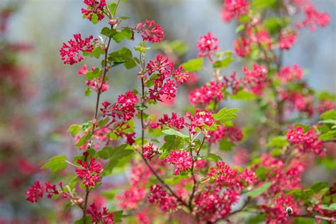 Discover The Beauty And Benefits Of Red Flowering Currant