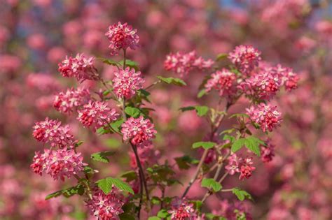 Red Flowering Currant Uses