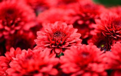 Red Flowers For Wallpaper