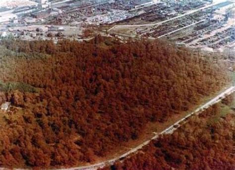 Mysteries of Red Forest Ukraine Unveiled