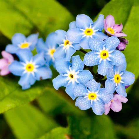 red forget me nots