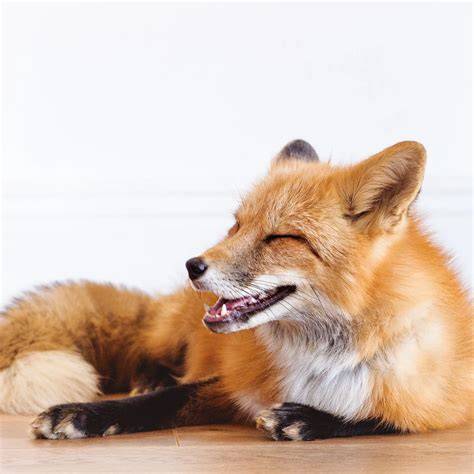 法律と野生動物の保護に関するイメージ