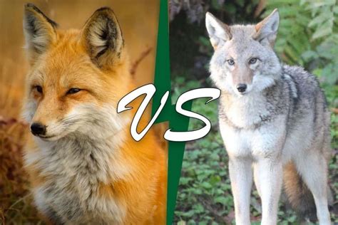 red fox vs coyote