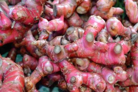 Red Ginger Root