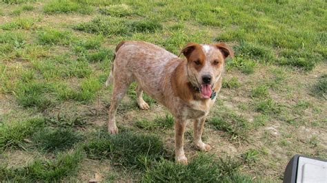 Red Heeler Lab Mix
