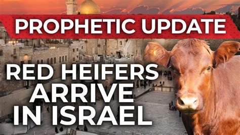 red heifer israel 2023 update