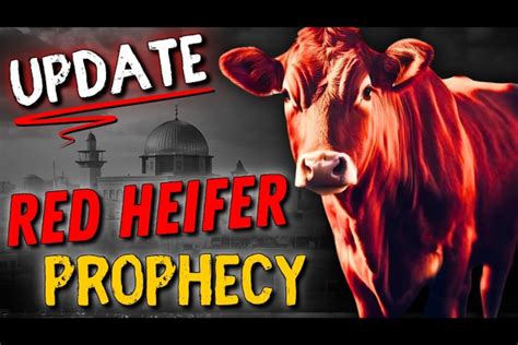 Red Heifer Update: Breakthrough Insights Unveiled