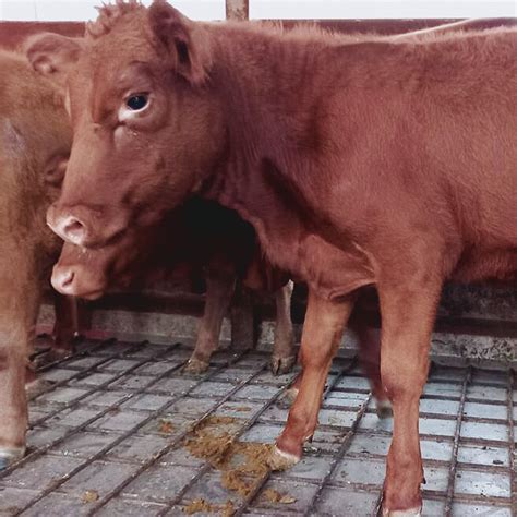 red heifers in israel 2023