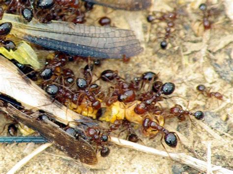 red imported fire ant diet