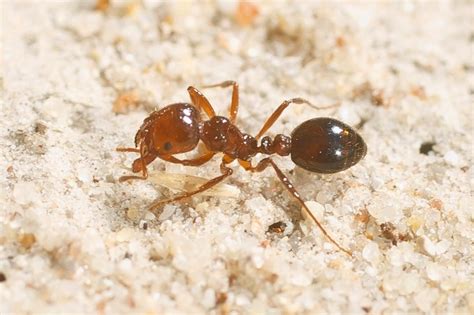 red imported fire ant qld