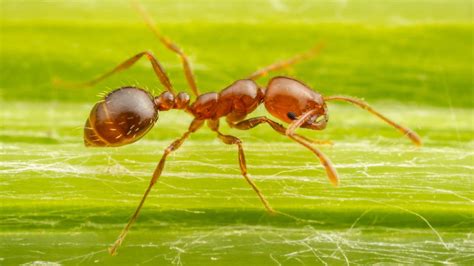 red imported fire ant uk
