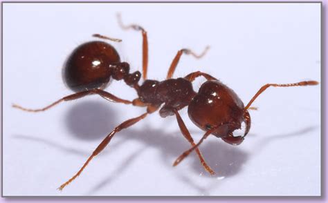 red imported fire ants in california