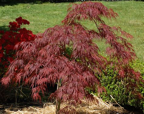 red japanese maple bush