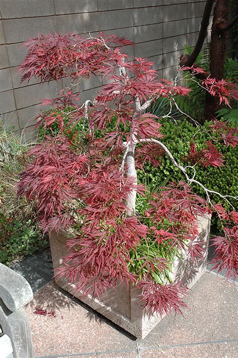 red lace leaf japanese maple
