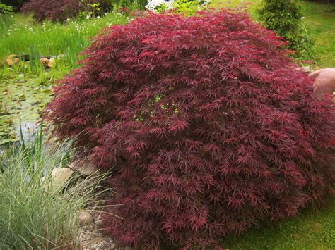 red laceleaf weeping japanese maple