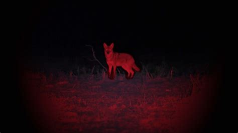 red light coyote hunting