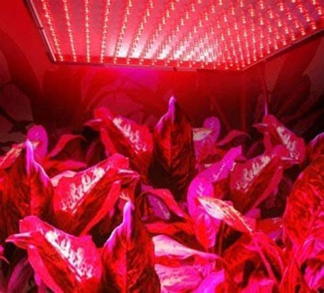 Red Light Plants Led