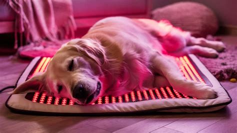 Red Light Therapy Dog Crate