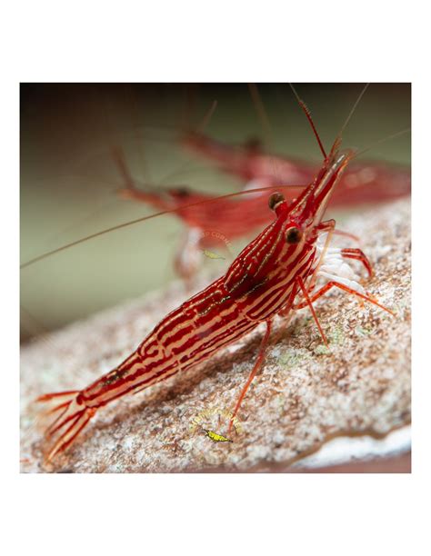 red line sulawesi shrimp