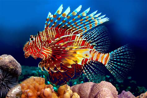 red lionfish facts