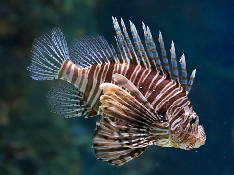 red lionfish invasive species