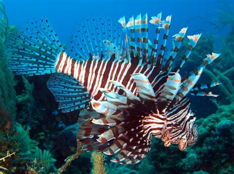 red lionfish scientific name