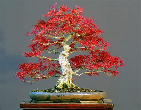 Red Maple Bonsai Tree Cost