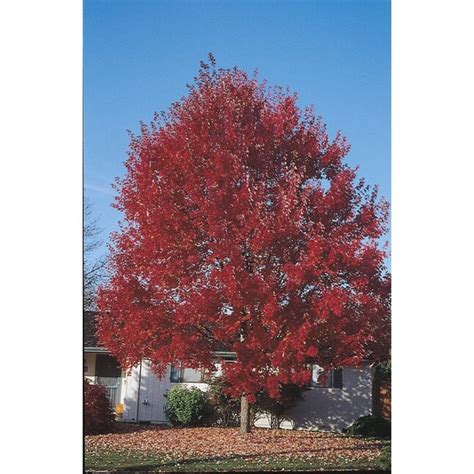 red maple lowes