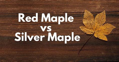 red maple vs silver maple