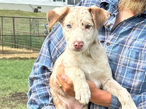 Red Merle Hangin Tree