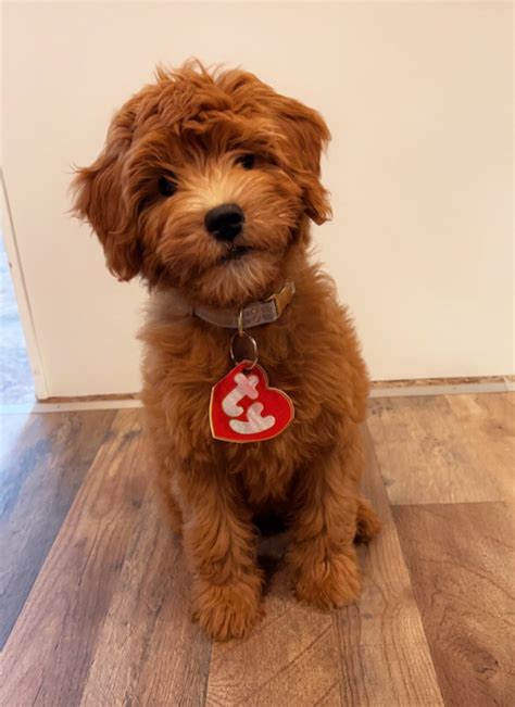 red mini goldendoodle